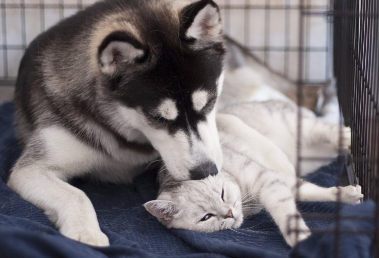 Байкальский маламут