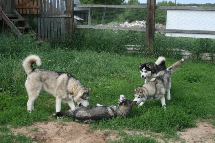 Сибирский хаски мраморный