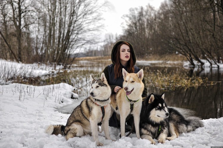 Маламут малыш