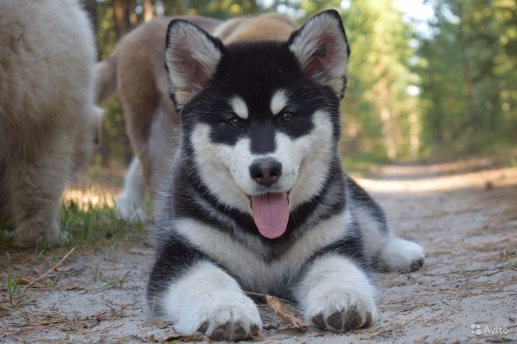 Порода кошек маламут