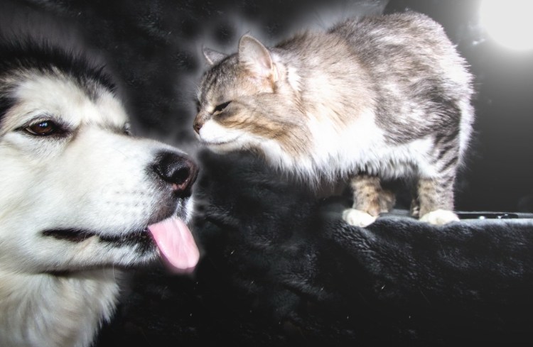 Маламут и кот прикольные картинки