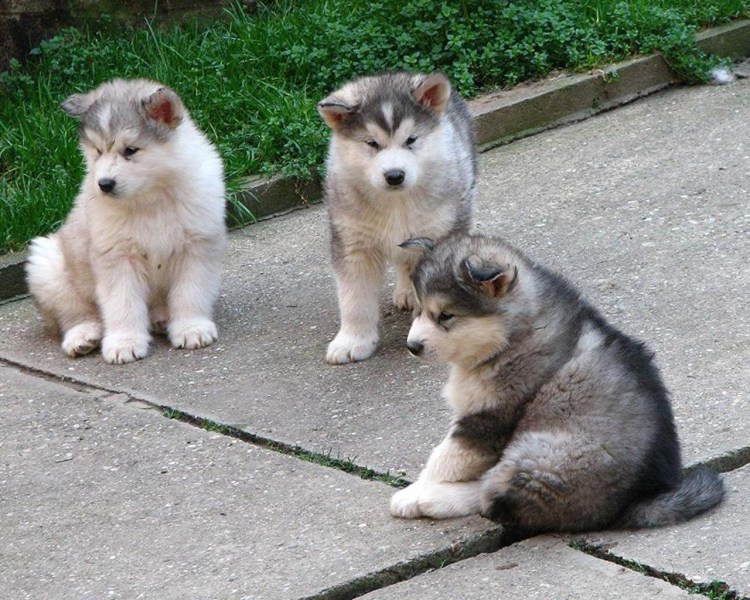 Три маламута кот и ребенок