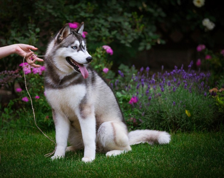 Маламут и кот