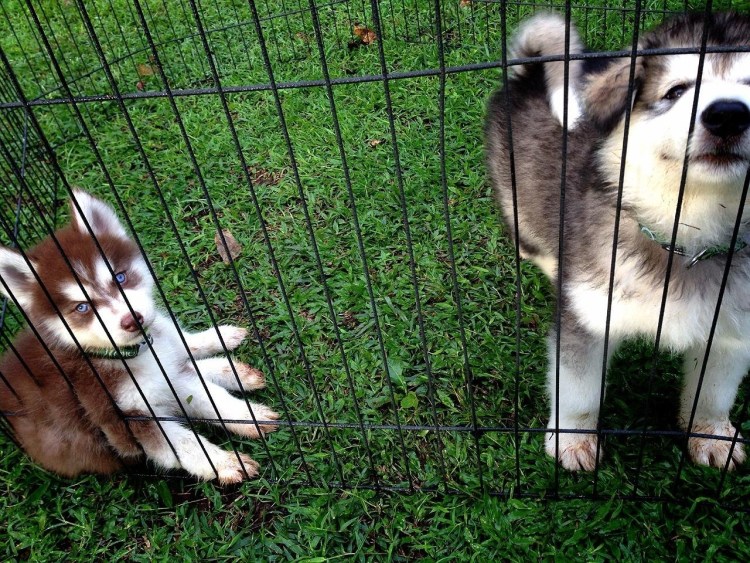 Маламут и кот