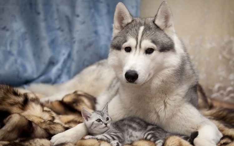 Кот маламут дикий