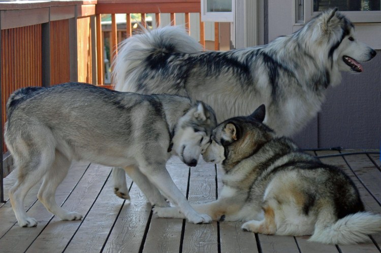 Аляскинский маламут портрет