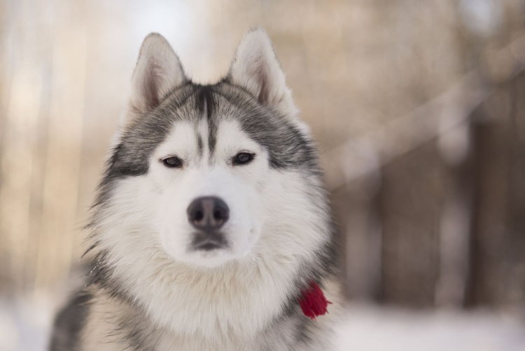 Асмут хаски и маламут живут в Украине?