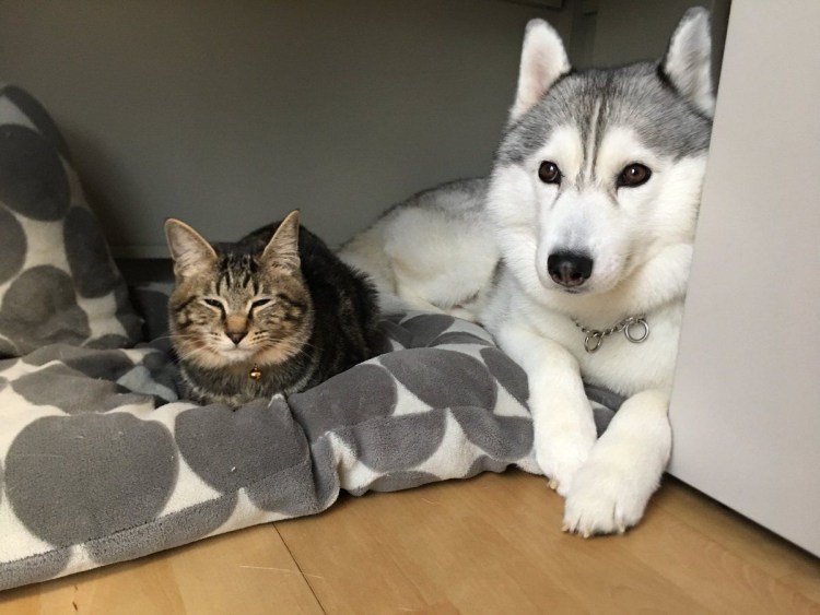 Хаски и кошка