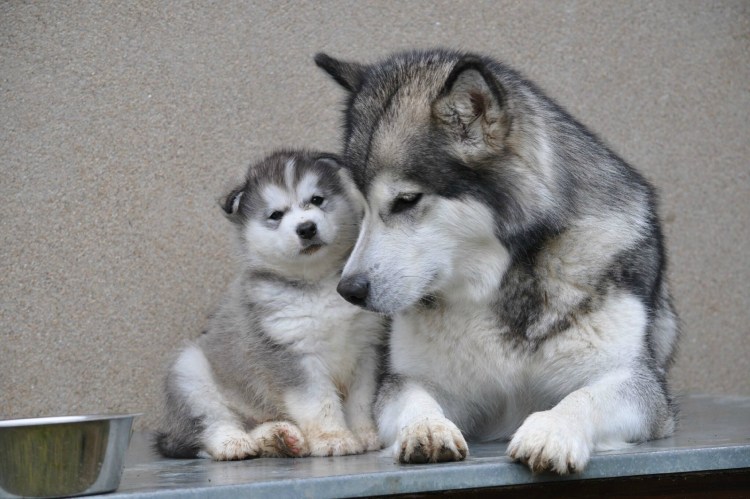 Щенки сибирских хаски и маламут