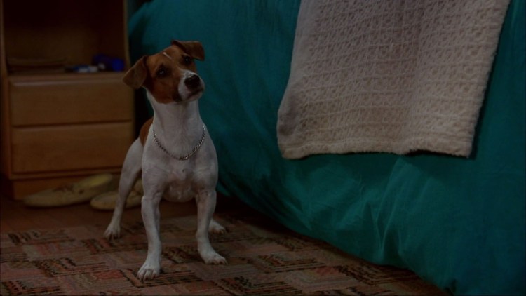 Джек Рассел терьер Майо