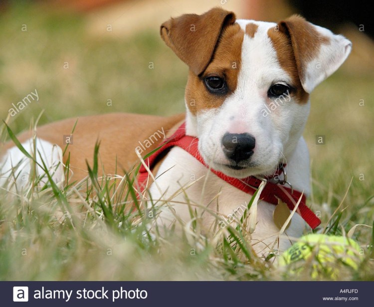 Порода Джек Рассел