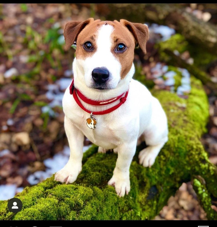 Майло Джек Рассел порода