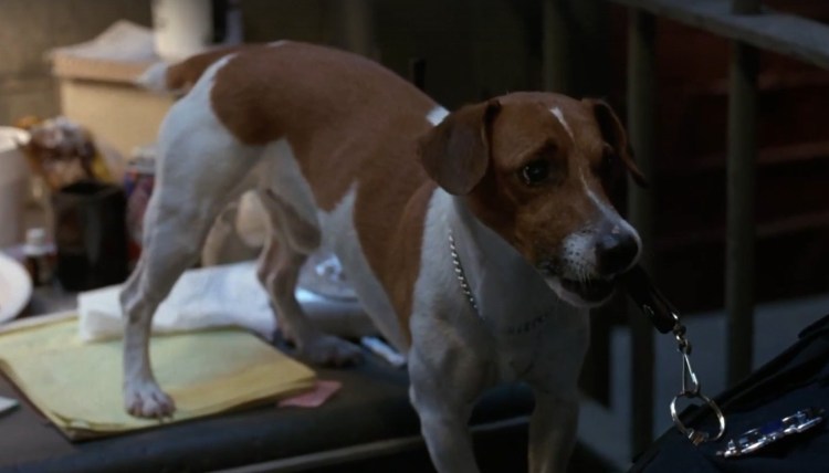 Майло Джек Рассел