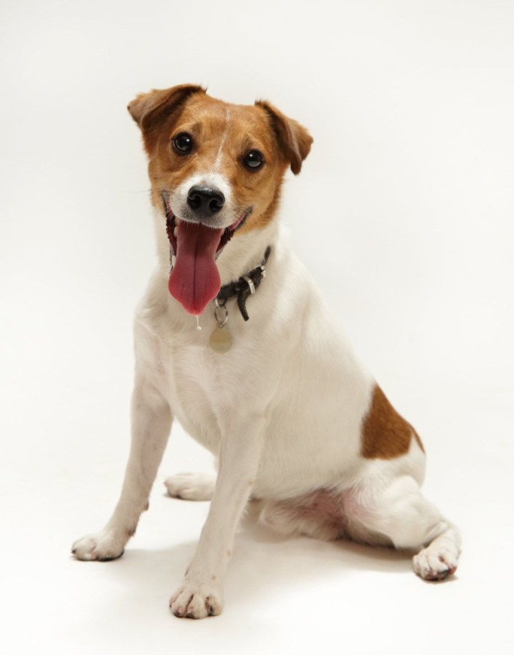 Майло Джек Рассел