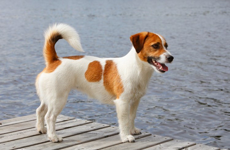 Рич Рассел терьер