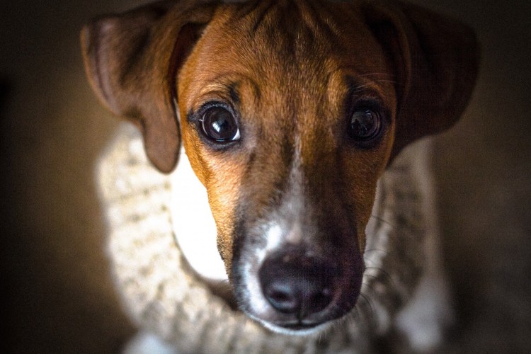 Маска собака Майло