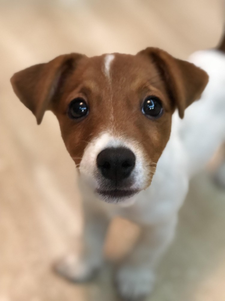 Джек-Рассел-терьер Майло