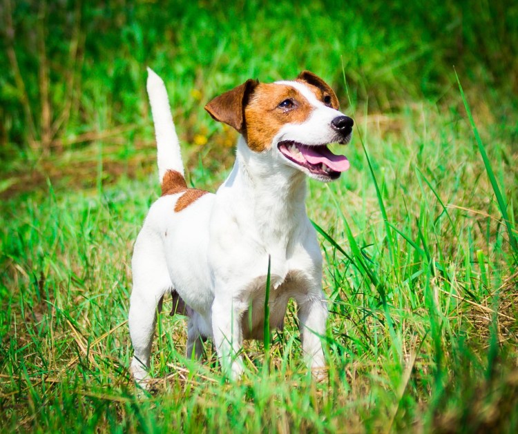 Джек-Рассел-терьер Майло