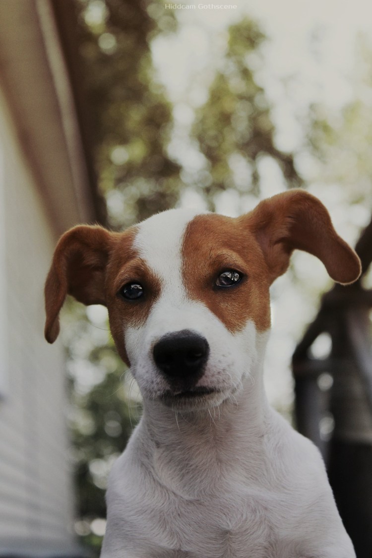 Джек Рассел терьер Майо