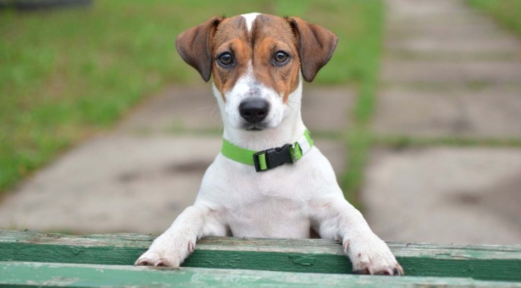 Собака Джек Рассел терьер