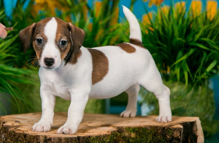 Рич Рассел терьер