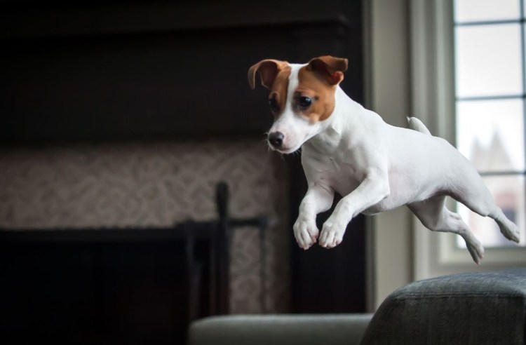 Майло Джек Рассел