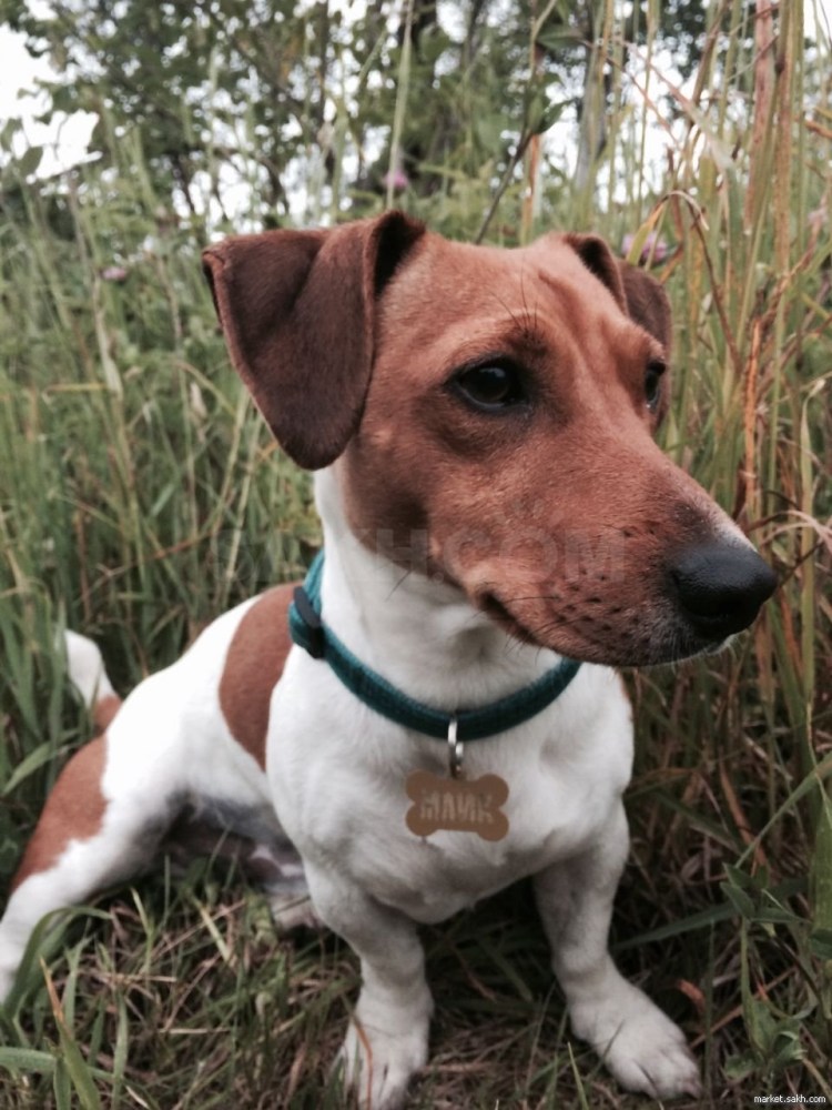 Порода собаки из фильма честный вор 2020