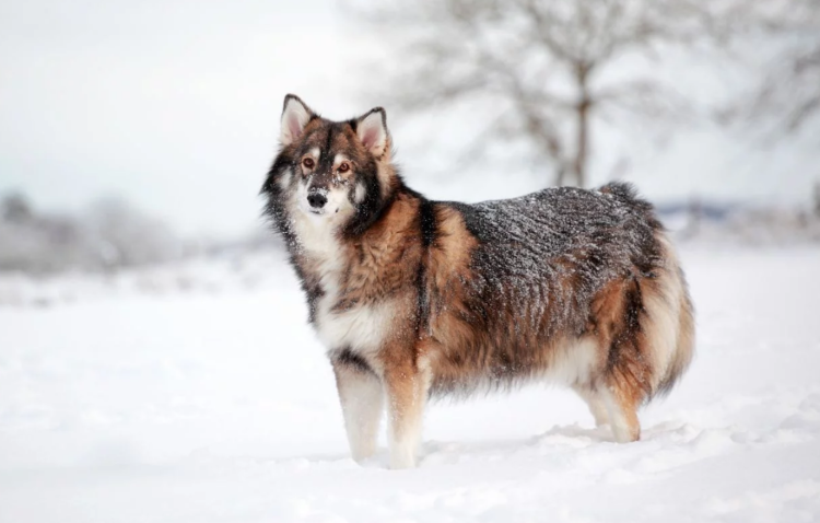Порода собак утонаган
