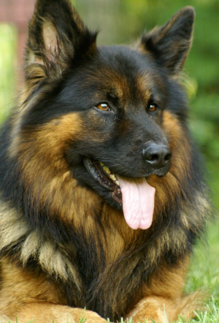 Немецкая овчарка среднешерстная