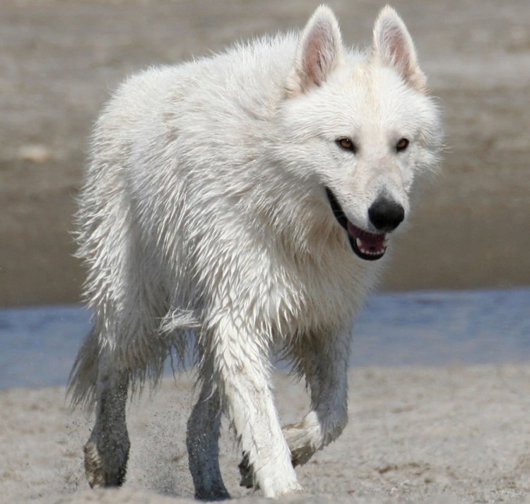 Волкособ швейцарская овчарка