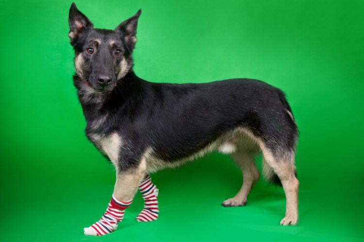 Коротколапая немецкая овчарка