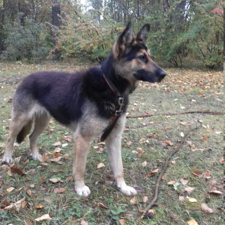 Собака Герда немецкая овчарка