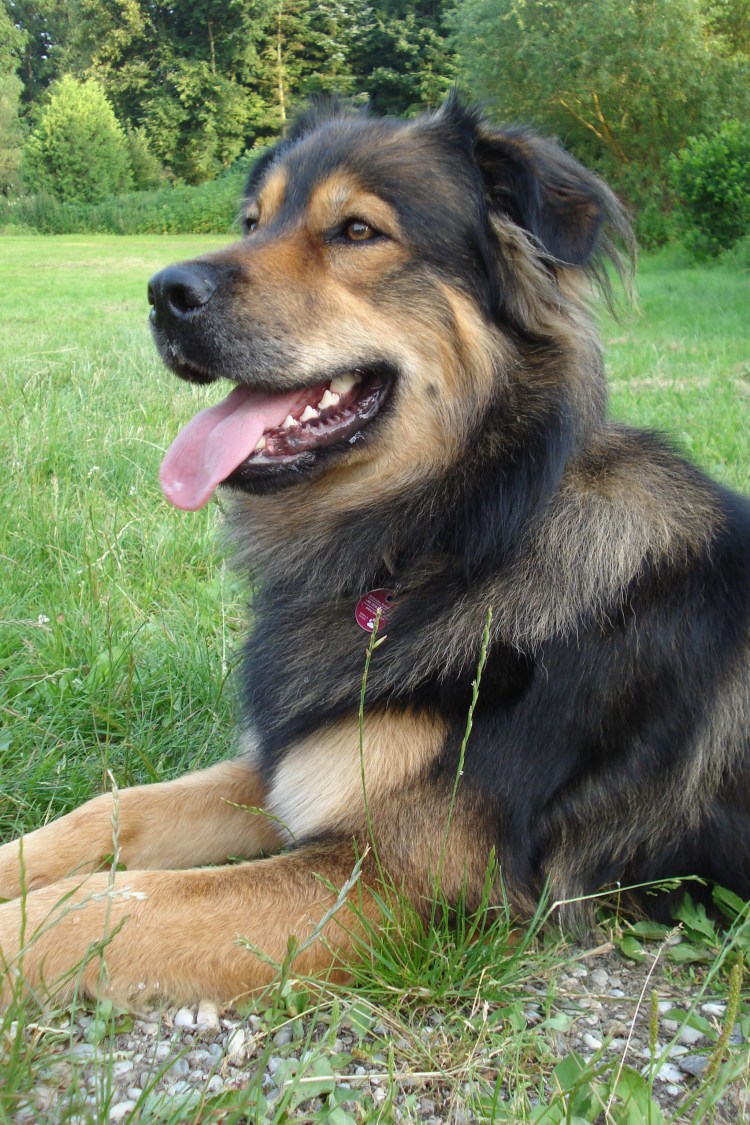 Метис овчарки и волкодава