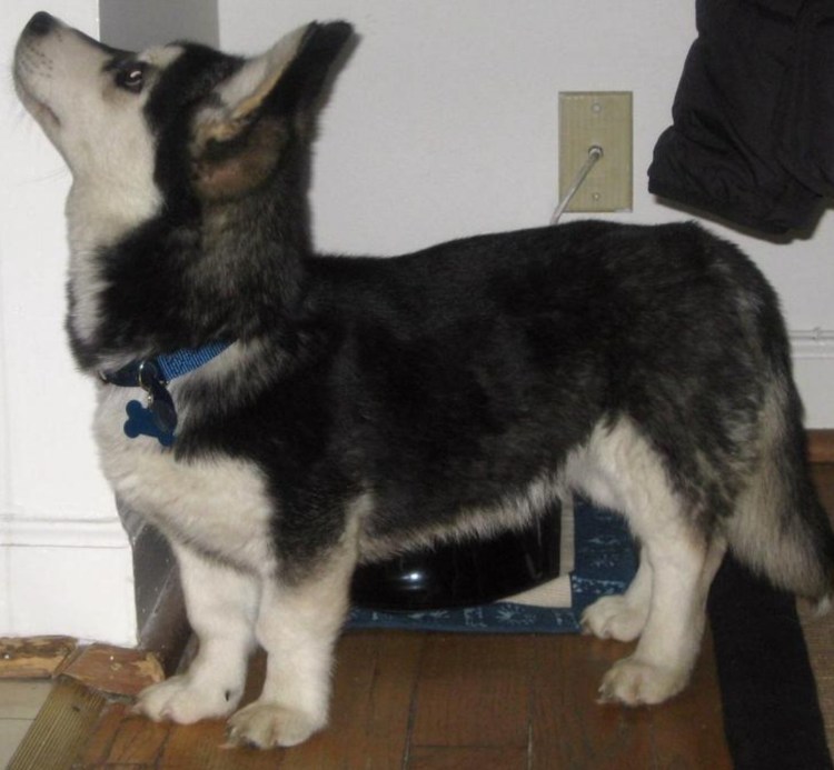 Метис корги и хаски