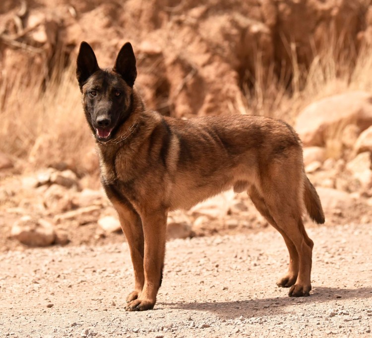 Британская овчарка малинуа