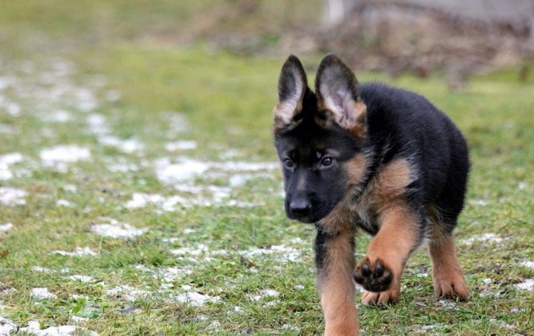 Немецкая овчарка Шеферд щенки