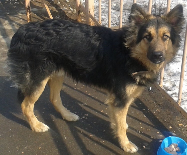 Немецкоцовчарки метис дворняжки