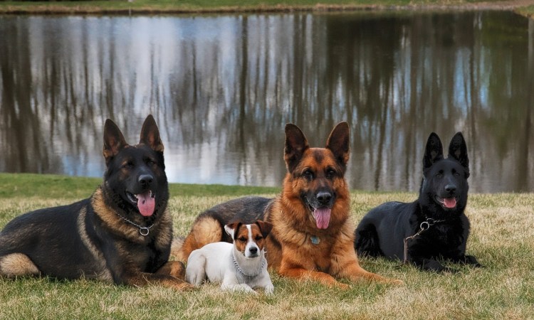 Немецкая овчарка Дельгадо