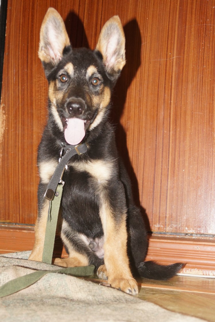 Метис овчарки и дворняжки 5 месяцев