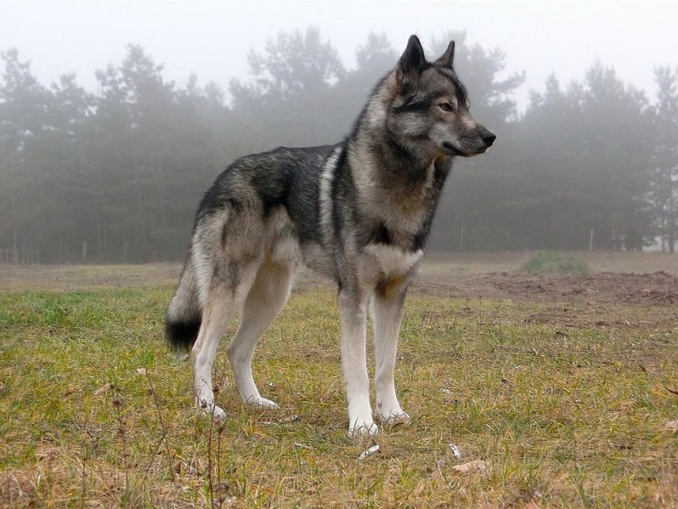 Волкособ метис хаски