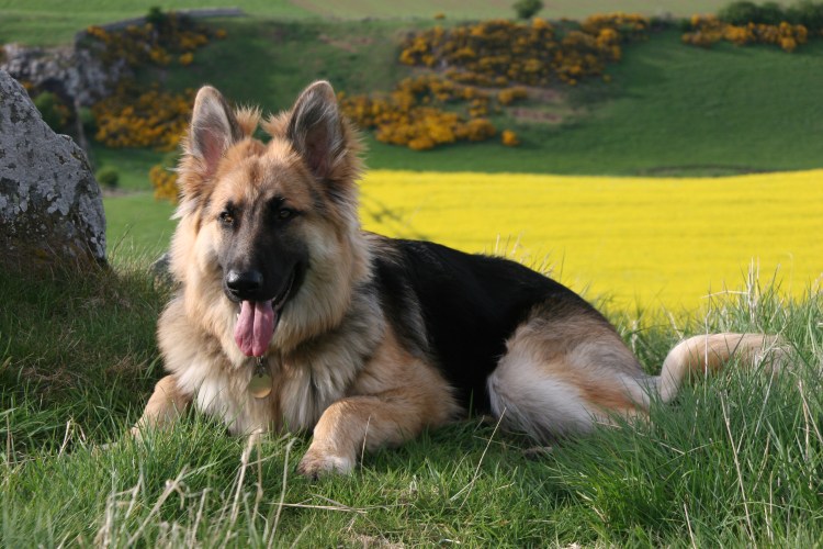 Шилонская овчарка длинношерстная