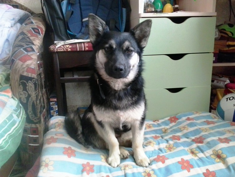 Щенки похожие на овчарку