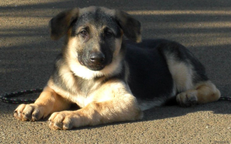 Дворняжка дворняжка овчарка