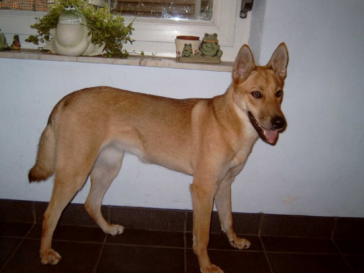 Каролинская собака Carolina Dog