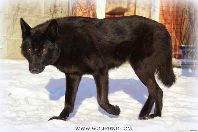 Волкособ гибрид немецкая овчарка черная