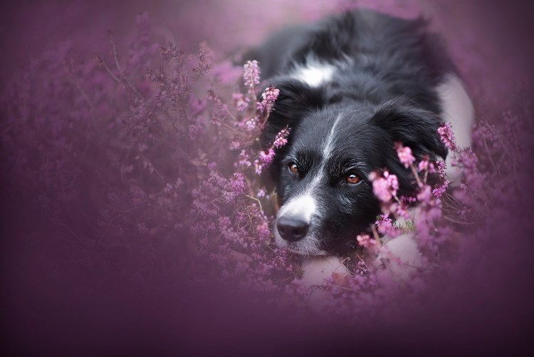 Собака в лавандовом поле