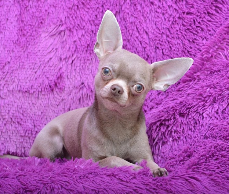 Фиолетовая собака