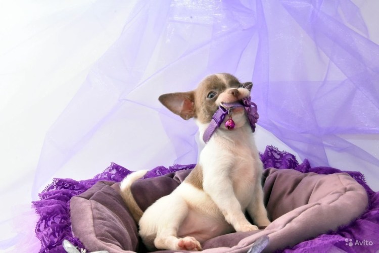 Австралийская пастушья овчарка