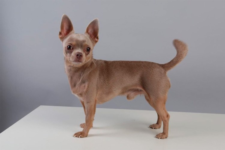 Собака на синем фоне