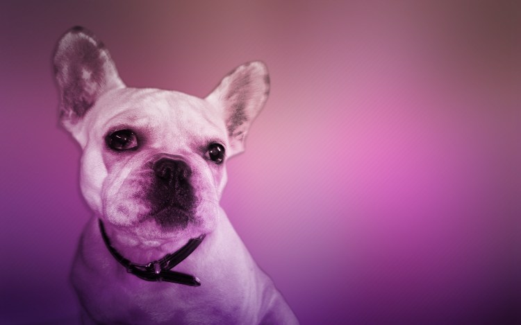 Чихуахуа лиловый гладкошерстный